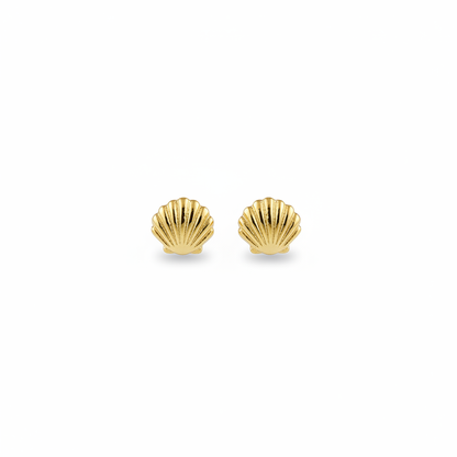 Shell stud earrings on white background